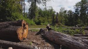 Leaf Removal in Brush, CO