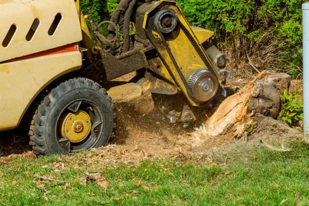 Reliable Brush, CO Tree Care Services Solutions